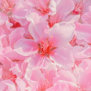 Nahaufnahme von zartrosa Blütenblättern in einem weichen, pastellfarbenen Licht, das eine romantische und frühlingshafte Atmosphäre ausstrahlt.