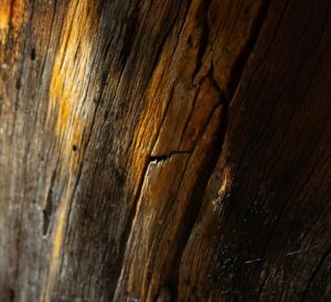 Extreme Nahaufnahme von alter, strukturierter Baumrinde mit tiefen Furchen, die durch warmes, seitliches Sonnenlicht golden hervorgehoben wird.